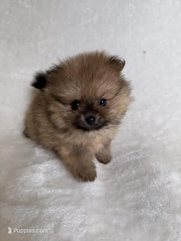 Prince – Pomeranian puppy for sale in Kent, WA