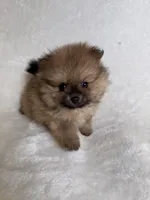 Prince, a male Pomeranian for sale in Kent, WA – Photo 1 of 3
