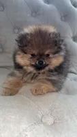 Dottie, a female Pomeranian for sale in Kent, WA – 4 of 6