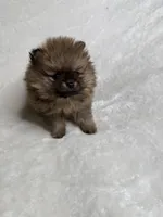 Princess , a female Pomeranian for sale in Kent, WA – Photo 3 of 3