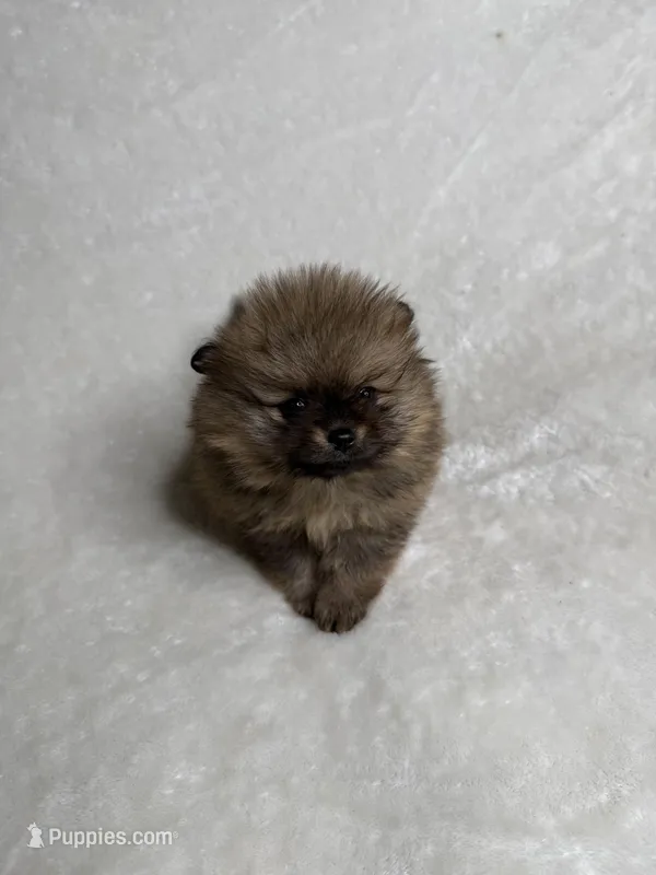 Princess  – Pomeranian puppy for sale in Kent, WA