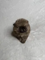 Princess , a female Pomeranian for sale in Kent, WA – Photo 1 of 3