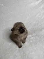 Princess , a female Pomeranian for sale in Kent, WA – Photo 2 of 3