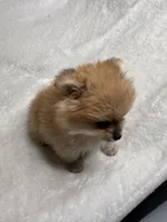 Ginger , a male Pomeranian for sale in Kent, WA – Photo 1 of 3