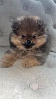 Dottie, a female Pomeranian for sale in Kent, WA – 6 of 6