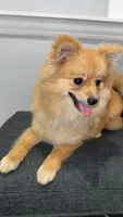 Lola, a female Pomeranian for sale in Kent, WA – 4 of 4