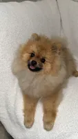 Cookie, a male Pomeranian for sale in Kent, WA – 4 of 4
