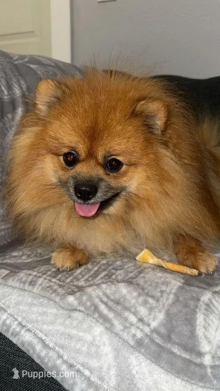 Maxik – Pomeranian puppy for sale in Kent, WA