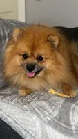 Maxik, a male Pomeranian for sale in Kent, WA – 1 of 9