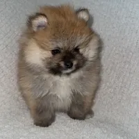 Coco, a male Pomeranian for sale in Kent, WA – Photo 5 of 9