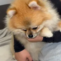 Coco, a male Pomeranian for sale in Kent, WA – Photo 7 of 9