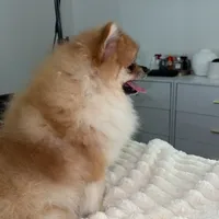 Coco, a male Pomeranian for sale in Kent, WA – Photo 8 of 9