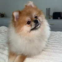 Coco, a male Pomeranian for sale in Kent, WA – Photo 6 of 9