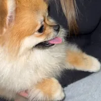 Coco, a male Pomeranian for sale in Kent, WA – Photo 9 of 9
