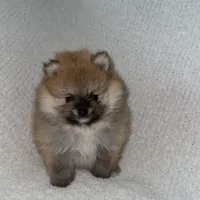 Coco, a male Pomeranian for sale in Kent, WA – Photo 4 of 9