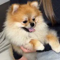 Coco, a male Pomeranian for sale in Kent, WA – Photo 1 of 9