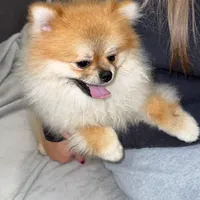 Coco, a male Pomeranian for sale in Kent, WA – Photo 2 of 9