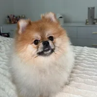 Coco, a male Pomeranian for sale in Kent, WA – Photo 3 of 9