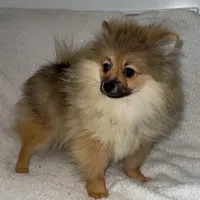 Jackson, a male Pomeranian for sale in Kent, WA – Photo 2 of 2