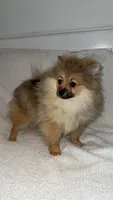 Jackson, a male Pomeranian for sale in Kent, WA – Photo 2 of 2