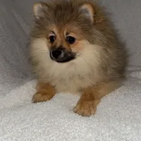 Jackson, a male Pomeranian for sale in Kent, WA – Photo 1 of 2