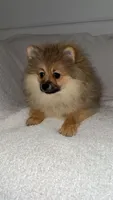 Jackson, a male Pomeranian for sale in Kent, WA – Photo 1 of 2