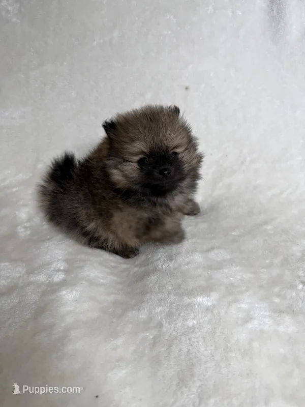 Brownie – Pomeranian puppy for sale in Kent, WA