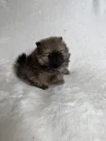 Brownie, a female Pomeranian for sale in Kent, WA – Photo 1 of 2