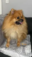 Maxik, a male Pomeranian for sale in Kent, WA – 2 of 9