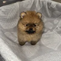 Cookie, a male Pomeranian for sale in Kent, WA – 1 of 4