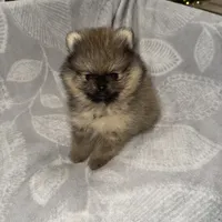 Julian, a male Pomeranian for sale in Kent, WA – 1 of 1