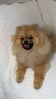 Cookie, a male Pomeranian for sale in Kent, WA – 3 of 4