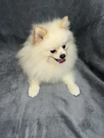 Jack, a male Pomeranian for sale in Kent, WA – Photo 4 of 6