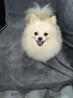 Jack, a male Pomeranian for sale in Kent, WA – Photo 3 of 6