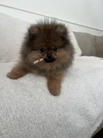 Brownie, a female Pomeranian for sale in Kent, WA – 2 of 4
