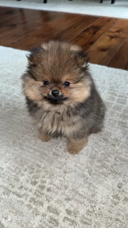 Dottie – Pomeranian puppy for sale in Kent, WA