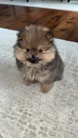 Dottie, a female Pomeranian for sale in Kent, WA – 1 of 6