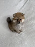 Penny, a male Pomeranian for sale in Kent, WA – Photo 2 of 2