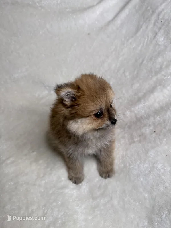 Penny – Pomeranian puppy for sale in Kent, WA