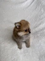 Penny, a male Pomeranian for sale in Kent, WA – Photo 1 of 2
