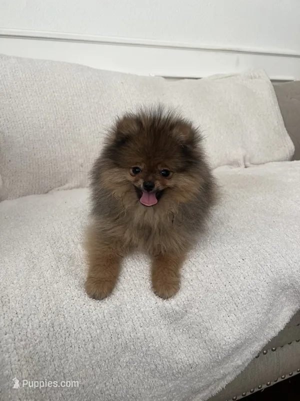 Brownie – Pomeranian puppy for sale in Kent, WA