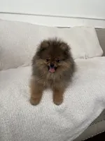 Brownie, a female Pomeranian for sale in Kent, WA – 1 of 4