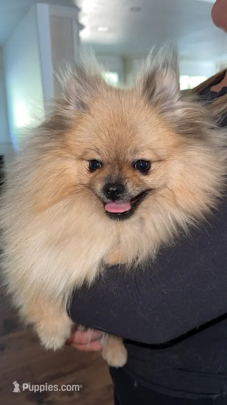 Charles – Pomeranian puppy for sale in Kent, WA