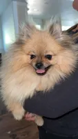 Charles, a male Pomeranian for sale in Kent, WA – 1 of 4