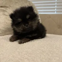 Ronnie, a male Pomeranian for sale in Kent, WA – Photo 5 of 7