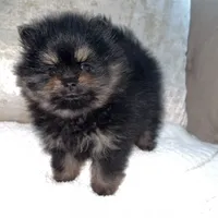 Ronnie, a male Pomeranian for sale in Kent, WA – Photo 6 of 7