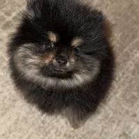 Ronnie, a male Pomeranian for sale in Kent, WA – Photo 2 of 7