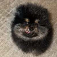 Ronnie, a male Pomeranian for sale in Kent, WA – Photo 3 of 7