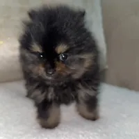 Ronnie, a male Pomeranian for sale in Kent, WA – Photo 7 of 7