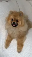 Cookie, a male Pomeranian for sale in Kent, WA – 2 of 4